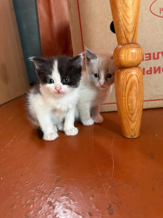 Отдам котят бесплатно