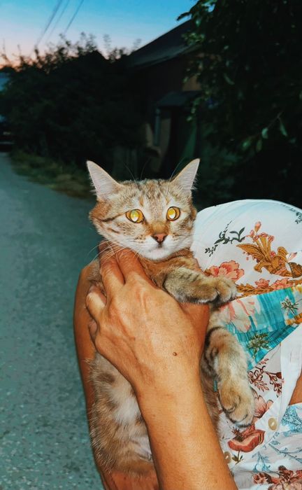 Домашние маленькие котята