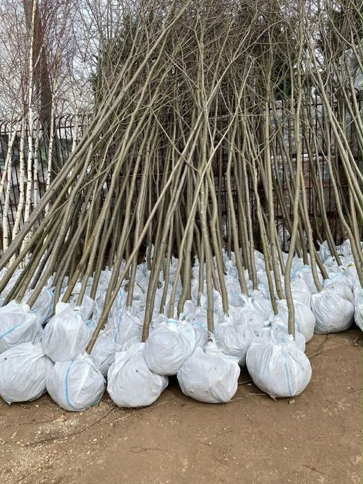 Vand mesteacan, tei, artar si platan