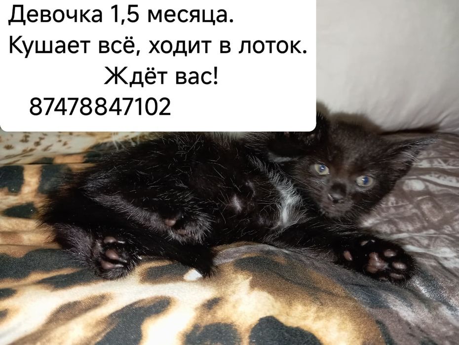 Котята ищут семью