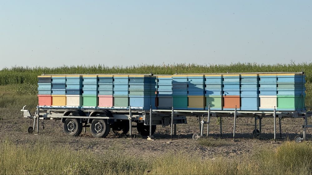 Натуральный мёд Оптом Табиғи бал