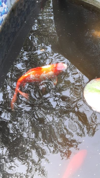 Езерни риби каракуда