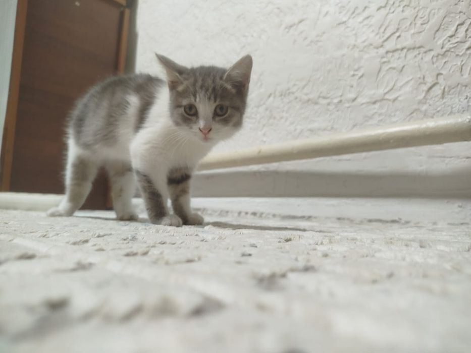 Кошечка милая, девочка, чистая домашняя.