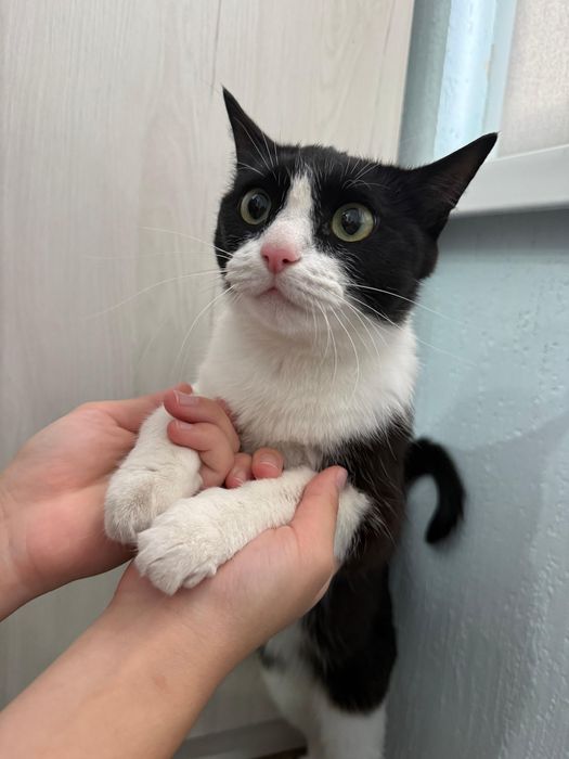 Кошечка в добрые руки отдам