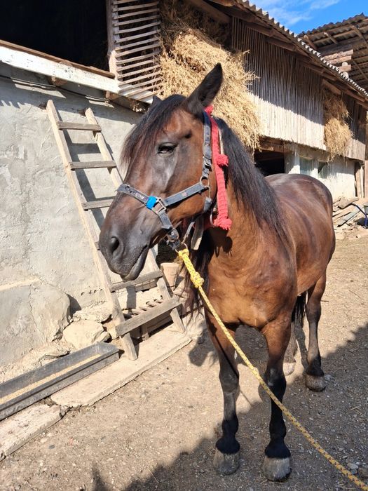 Vand 2 cai tineri unul in varsta de 7 ani,iar celalalt 2 ani. Cel de 7 ani este castrat