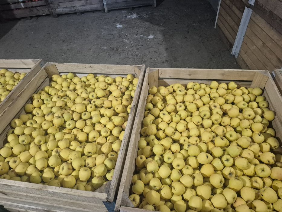 Mere golden mere golden