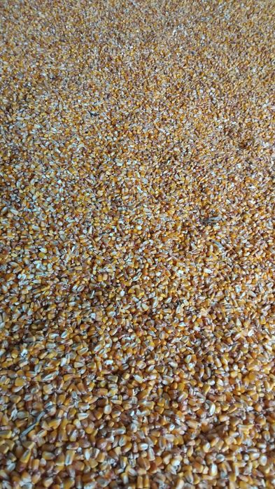 Vand porumb recoltat