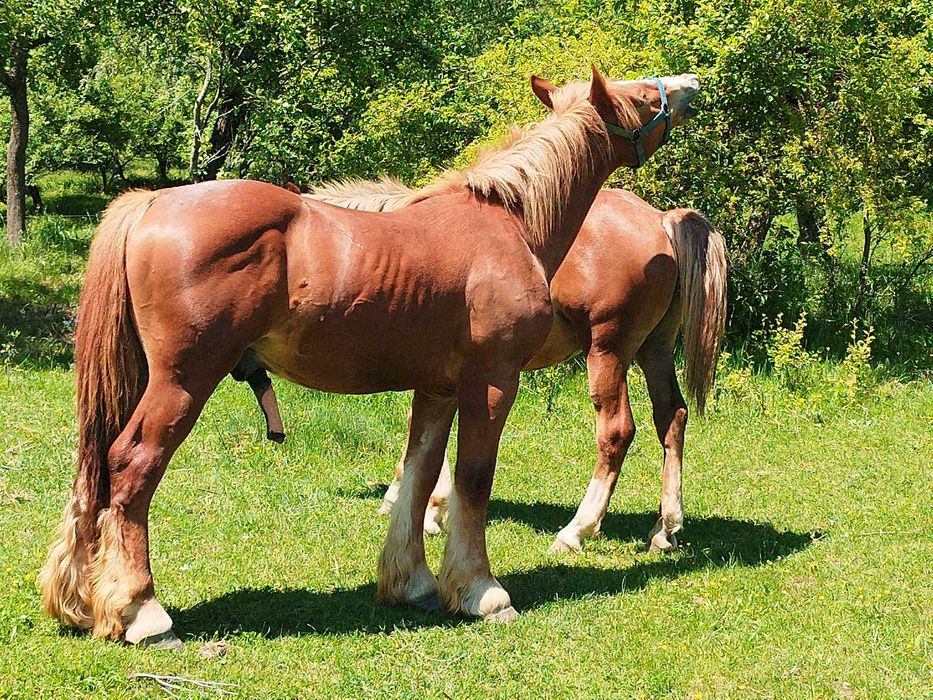 Manz Ardenez de vanzare arges