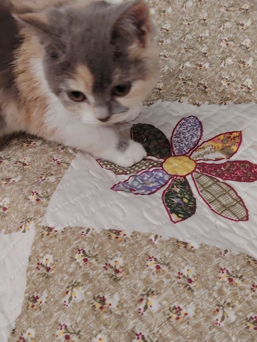 Селкирк Рекс котёнок, девочка