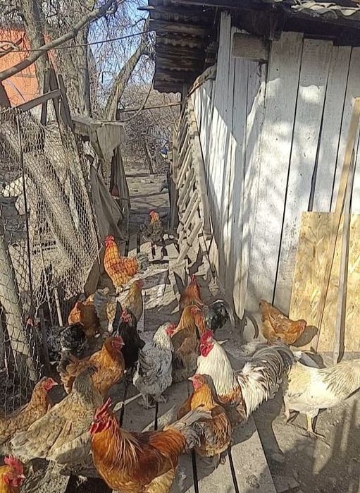 Продам инкубационные яйца