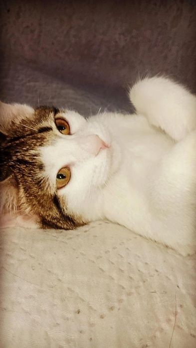 Котята в добрые руки. ПРИВИТЫ!