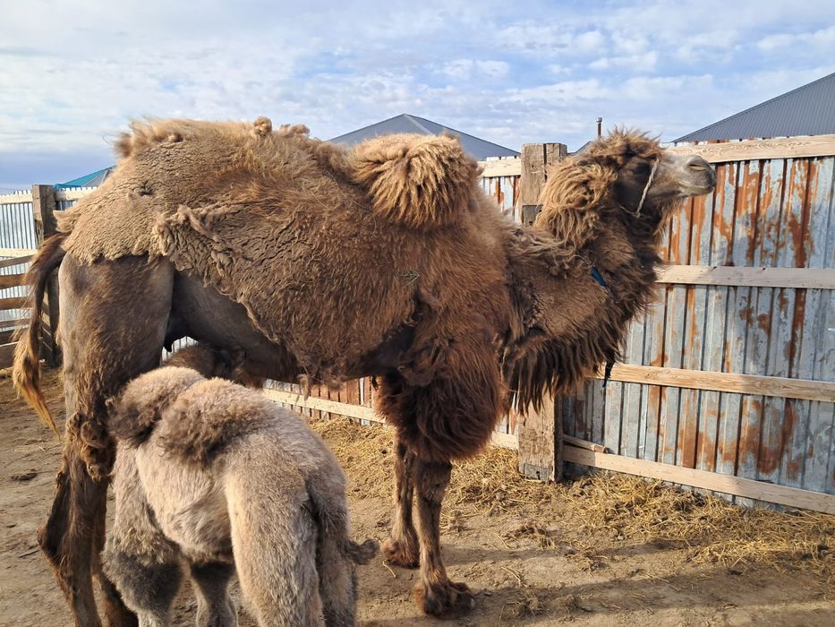 Боталы түйелер сатылады