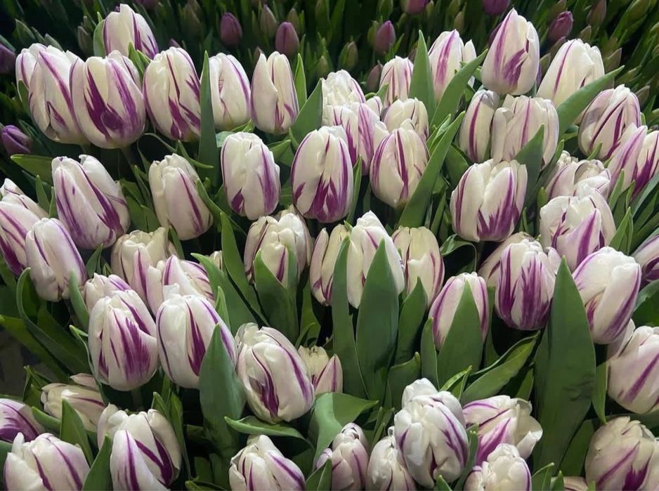 Тюльпаны оптом и в розницу