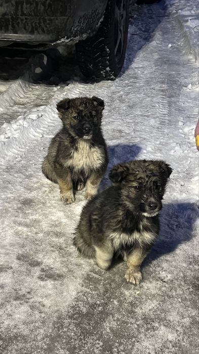 Щенки в добрые руки