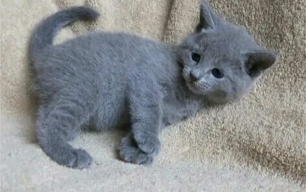 Русские голубые котята!