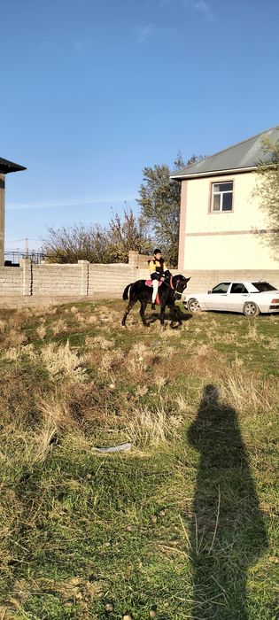 Палтарашкы таи сатылад