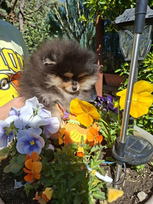 Померан момченце