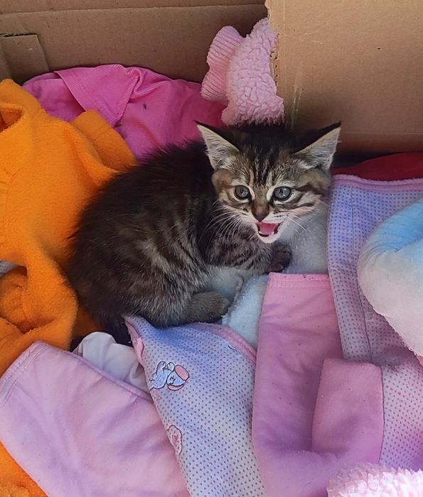 Котенок в добрые руки