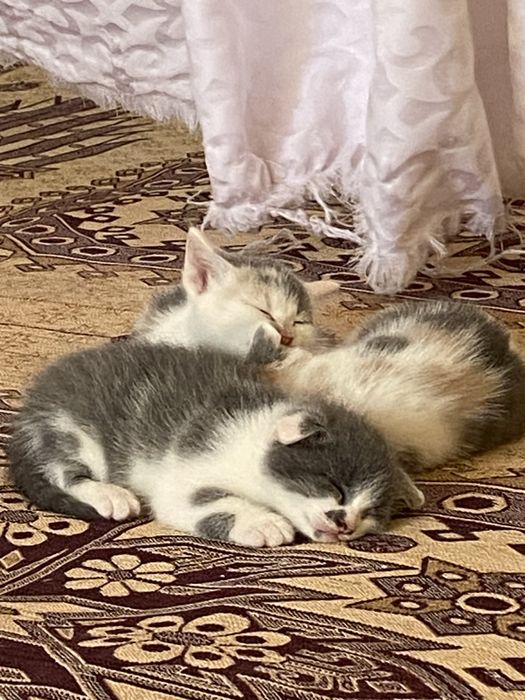 Шотландская вислоухая кошка