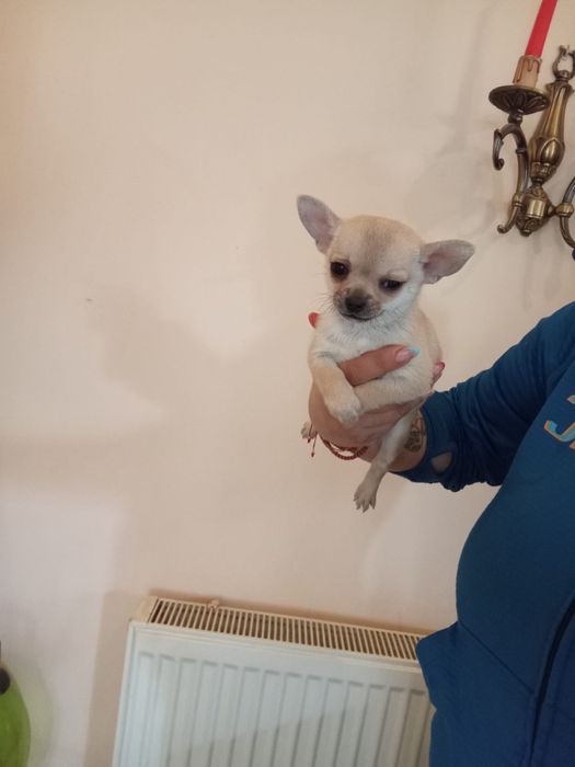 chihuahua mi ' Animale de companie ' OLX.ro
