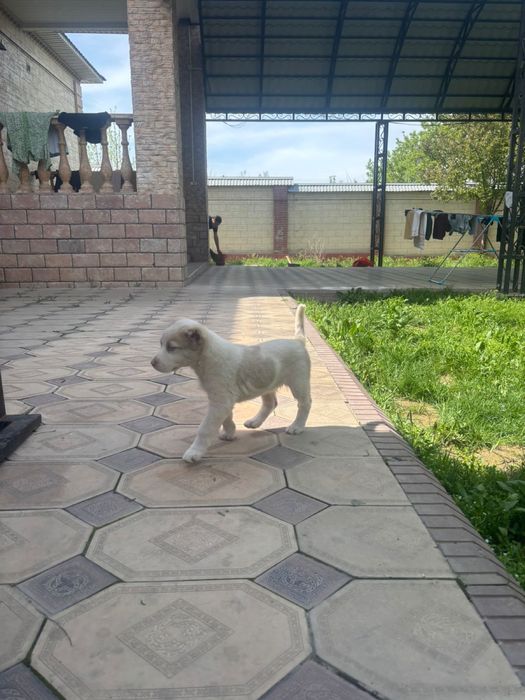 собака хорошем состояние