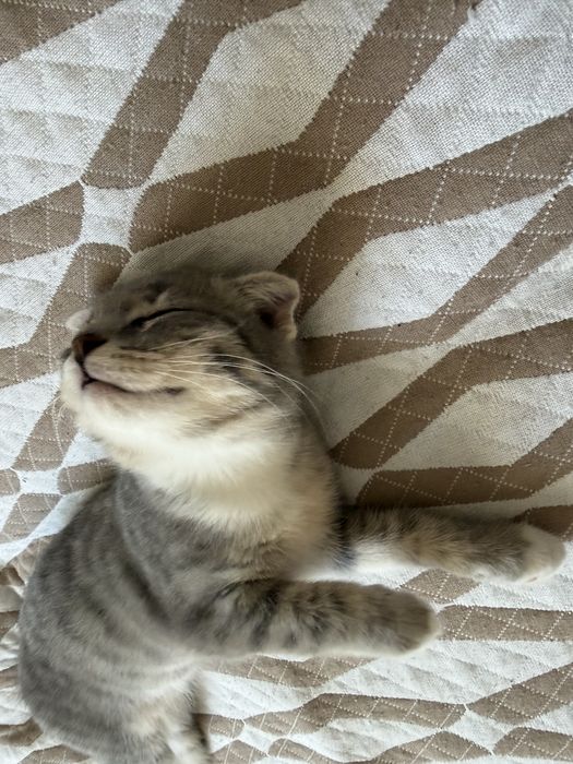 Вислоухий котенок