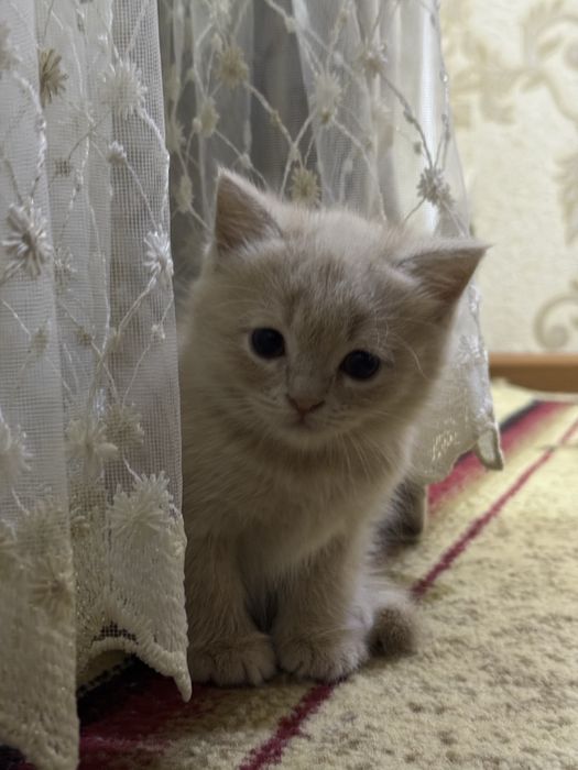 Хайленд страйт сотилади 2 ойлик энди болади