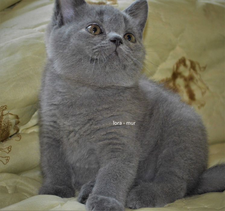 Британские котята.