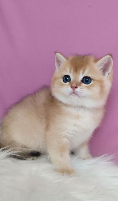 Мальчик золотая шиншилла британец