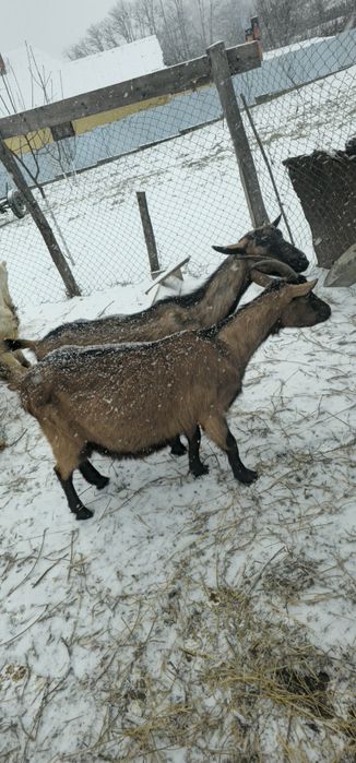 Se vinde capre alpine și sanne