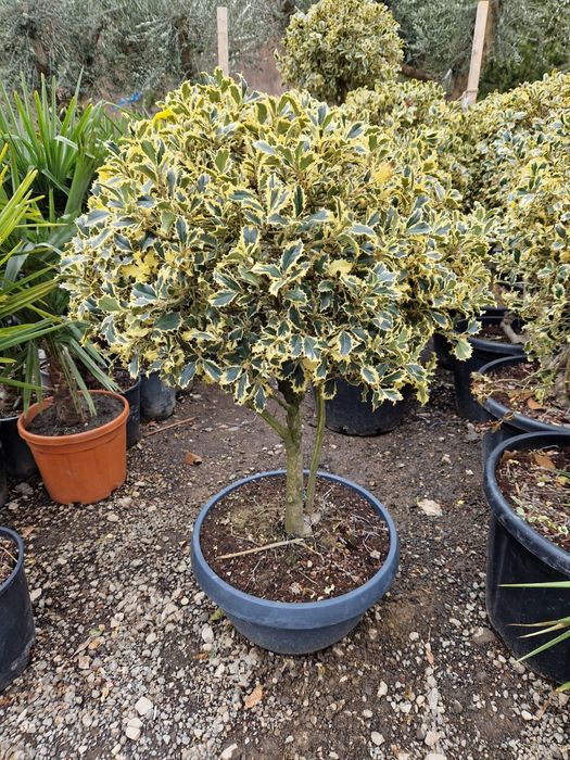 Plante de gradina ornamentale,  tuia, magnolia,  brazi, argintii verzi