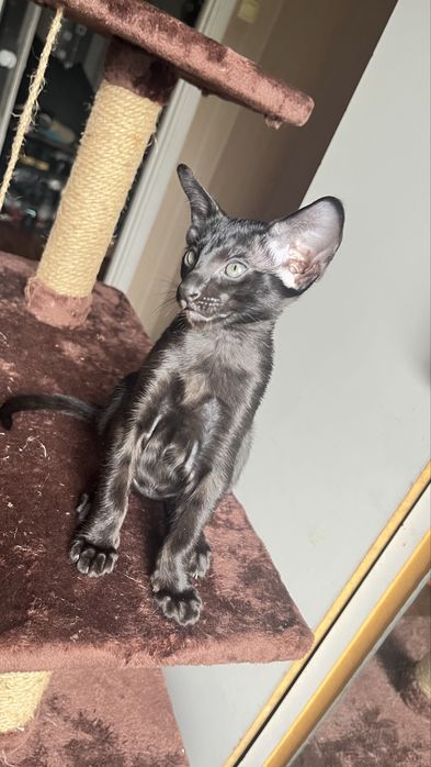 Ориентальный кот