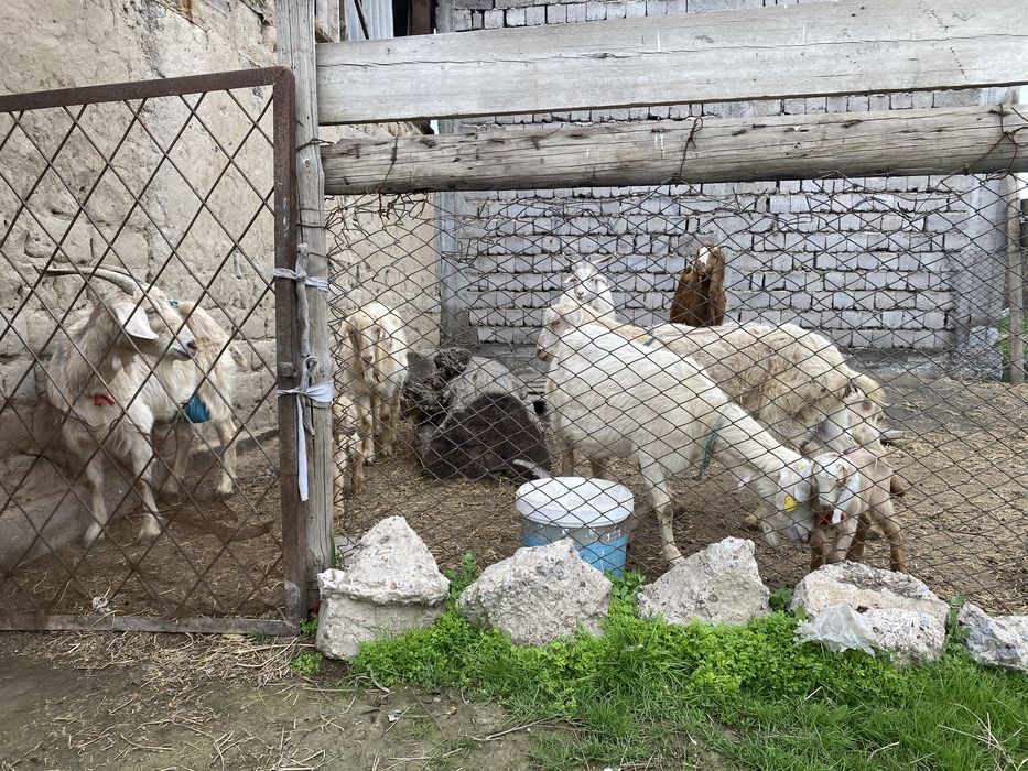 Сауынды ешкилер сатылады