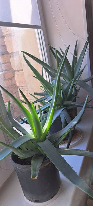 алоэ вера за копейки