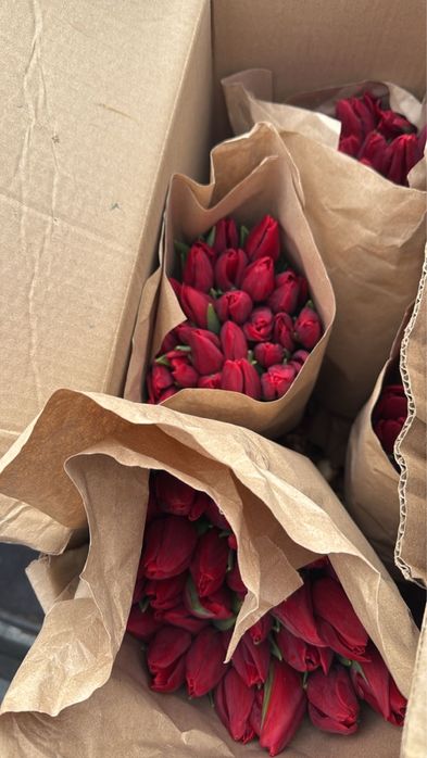 Голандские тюльпаны более 10 видов