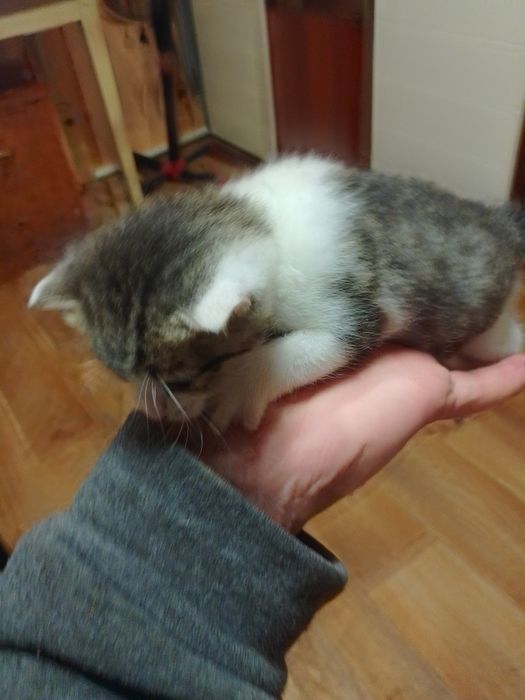 Отдам Даром Котят