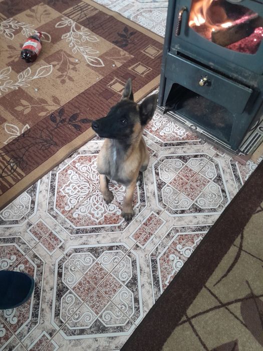 Белгийска овчарка малинуа