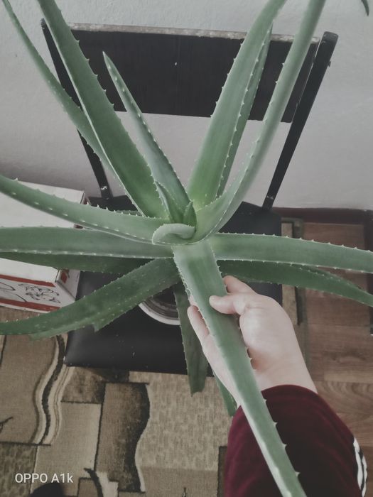 Личебной алоэ вера