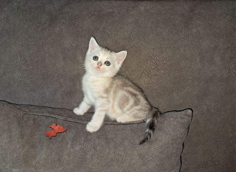 Шотландский котёнок. Мальчик