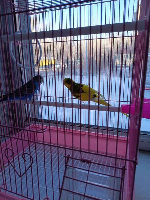 Волнистые попугаи.