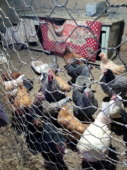 Продам домашних кур