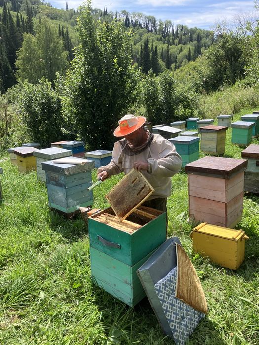 Мёд горно лесное разнотравье