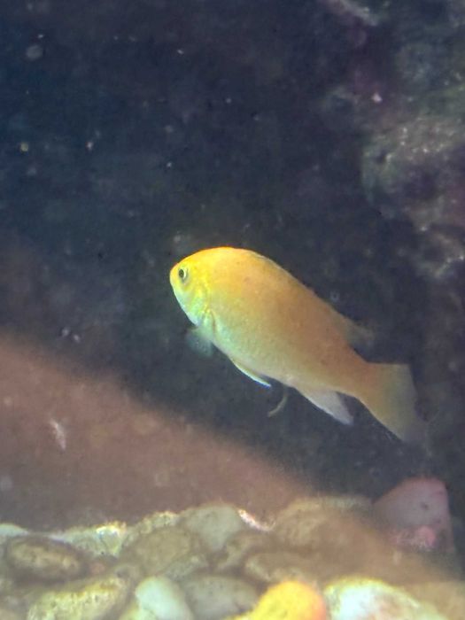 Аквариум с рыбами, можем продать рыб отдельно