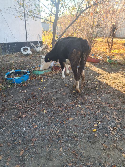 Срочно продам коров и быков