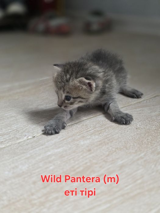 Котёнок домашний