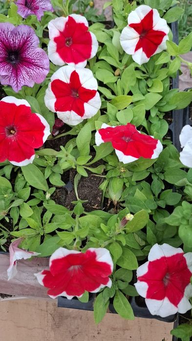 Продам оптом и в розницу петунью