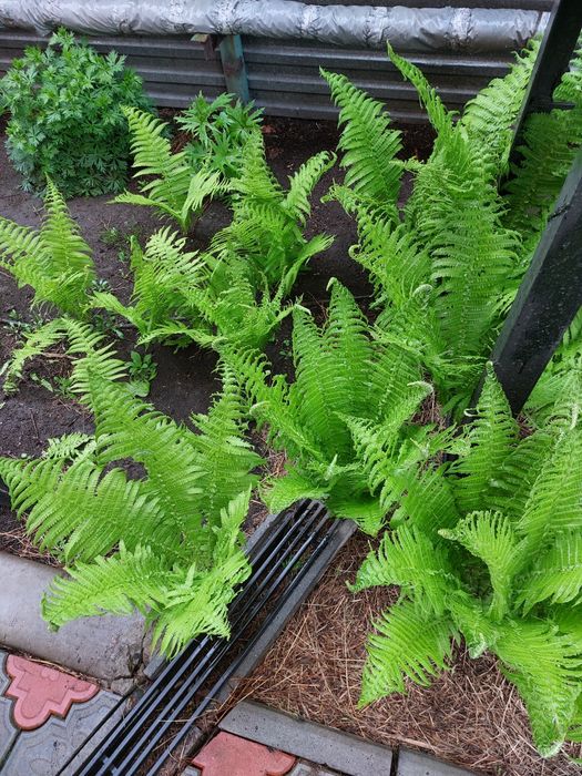 Цветы многолетние .кустарники декоративные продам