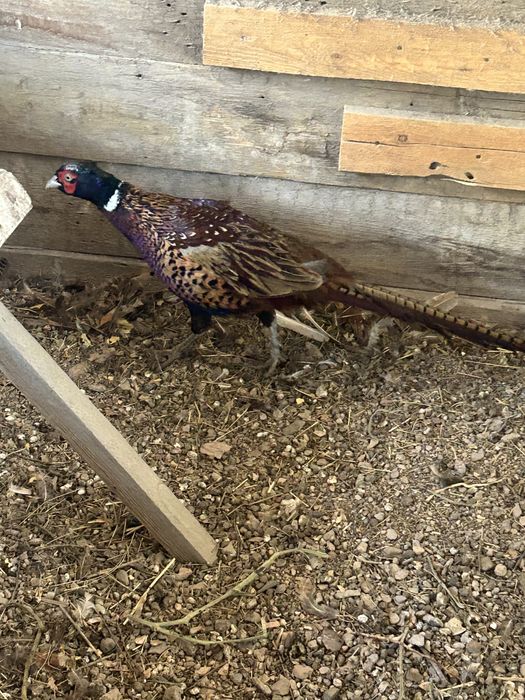 Фазаны самцы по 7 тысяч тенге.