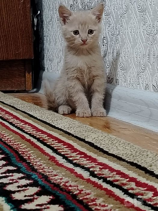 Zor pishik la mehribon
