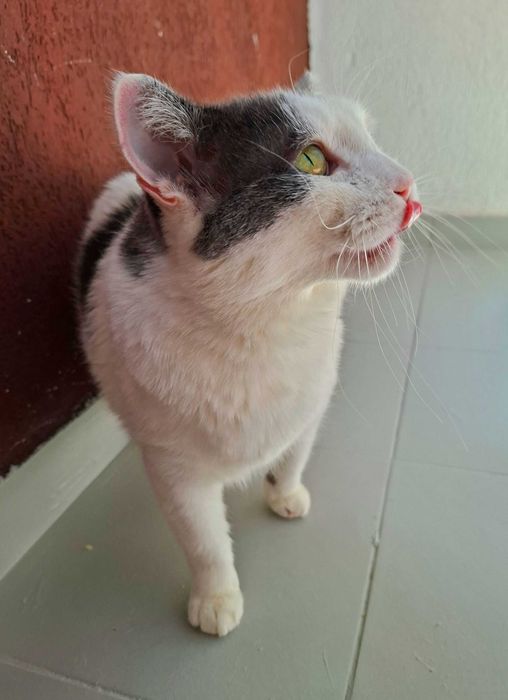 Adoptie pisoca motan alb castrat